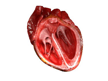 Bild på ett pumpande hjärta som visar hjärtats funktion.
